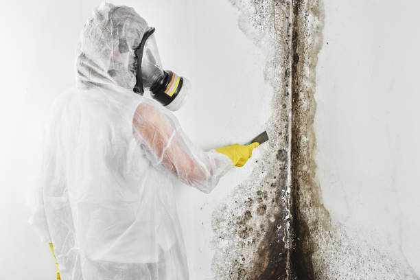 Best Post-Flood Mold Remediation in Morrilton, AR