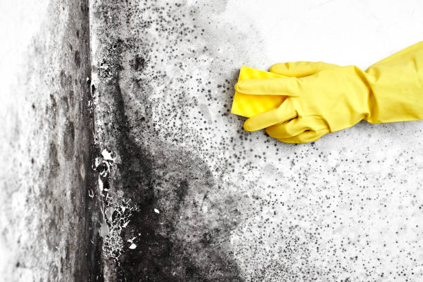 Best Residential Mold Remediation in Morrilton, AR