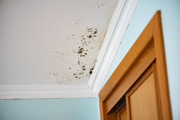 Best Preventive Mold Services in Morrilton, AR