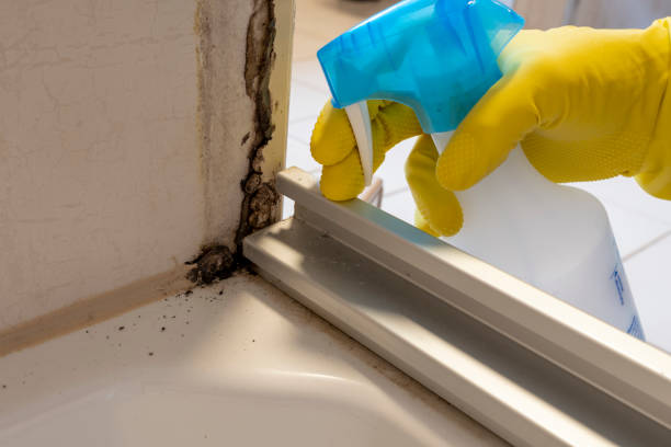 Best Mold Testing and Inspection Services in Morrilton, AR