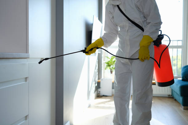 Best Residential Mold Remediation in Morrilton, AR