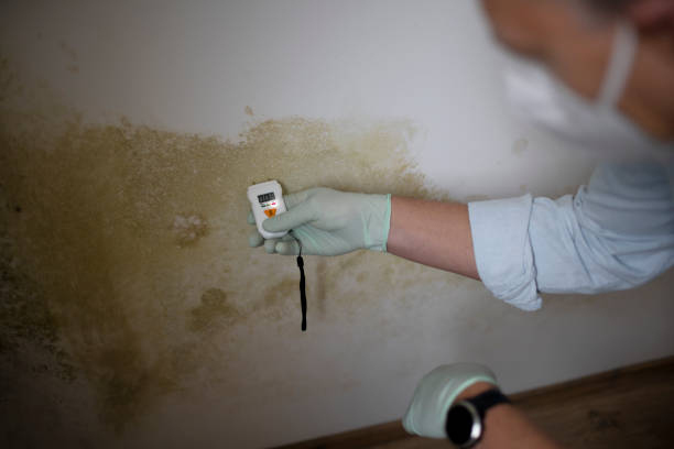 Best Mold Remediation for Specific Building Types in Morrilton, AR