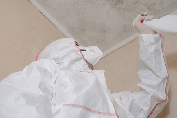 Reliable Morrilton, AR Mold Remediation Solutions
