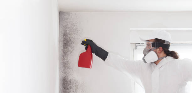 Best Commercial Mold Remediation in Morrilton, AR