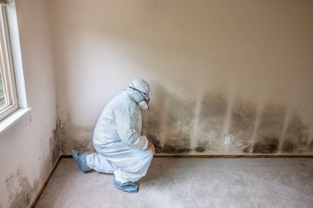 Best Basement Mold Remediation in Morrilton, AR