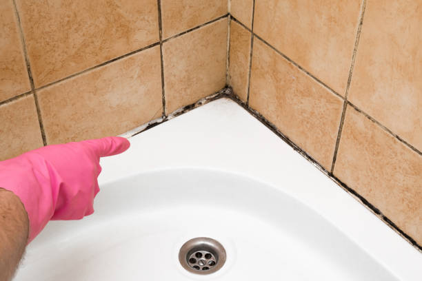 Best Kitchen Mold Remediation in Morrilton, AR